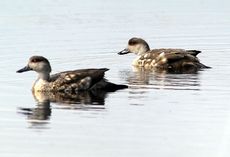 Patagonische Schopfente (4 von 5).jpg